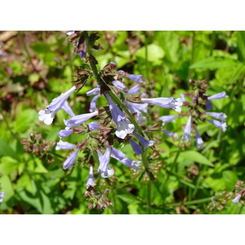 Fresh Lyreleaf Sage Salvia Lyrata Native 300 seeds Fresh From