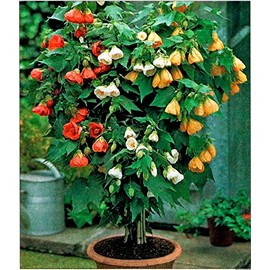 Seeds Indor Abutilon Mix (Indian Mallow Flowering Maple) Perennial Garden Flower Tree for Planting Non GMO