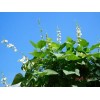 White 15+ SHIROHANA FUJIMAME Japanese White Hyacinth Bean Seeds Lablab