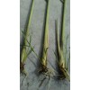 Fresh 10 Live Matured Lemongrass Plant - Edible Herb -