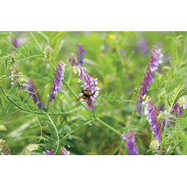 Hairy Vetch Legume Seed by Eretz - Willamette Valley, Oregon Grown (1lb)