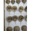 Horseshoe Crab Shells Molts - 5 Piece Lot - $25