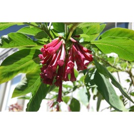 Iochroma Burgundy Wine Iochroma angel trumpet hummingbirds love brugmansia cousin  seeds