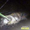 Morris Shock Leader Balivas Seabass Fluorocarbon 30m 6kg 12lb Natural