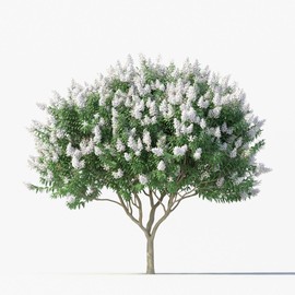 Natchez White Crape Myrtle Tree, Large Flowering Deciduous Shrub, Pure White Blooms, Outdoor Garden Landscape (1 Gallon/Potted/Single Plant)