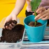 Doter Premium Lucky bamboo Soil Mix 2qt, Indoor Plants Potting