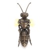 Veronese Design 10 5/8" Steampunk Hornet On Display Stand Resin