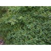40 Semillas De Chile Piquin - Capsicum Annum Codigo 470