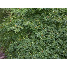 40 Semillas De Chile Piquin - Capsicum Annum Codigo 470