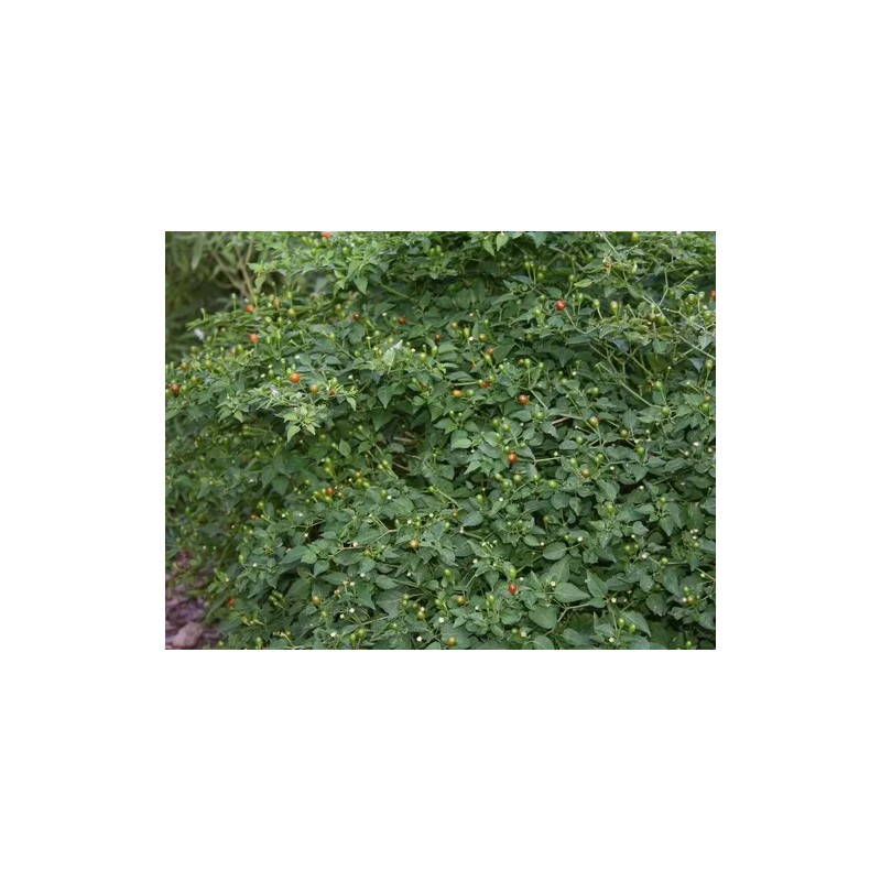 40 Semillas De Chile Piquin - Capsicum Annum Codigo 470