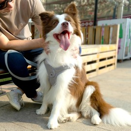 Patas Lague Dog Harness with Leash Set, No Pull No Choke Reflective Step in X Head Dog Harness Vest for Small Medium Dogs with Poop Bags and Dispenser, Adjustable and Padded, Grey Small