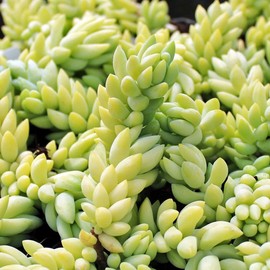 The Succulent Isle 5" Donkey's Tail Succulent Plant 3 Cutting (Sedum Morganianum) aka Burros Tail