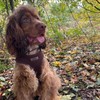 Bunty No Pull Dog Harness Large Dog - Soft, Breathable,