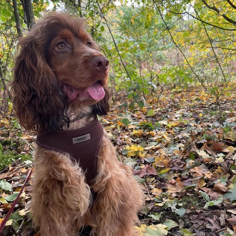 Bunty No Pull Dog Harness Large Dog - Soft, Breathable,