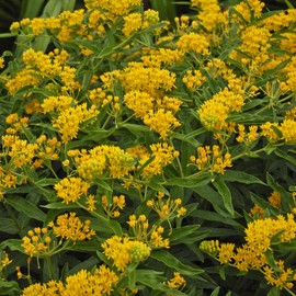 Outsidepride 50 Seeds Perennial Asclepias Tuberosa Hello Yellow Butterfly Milkweed Flower Seeds for Planting