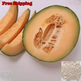 Treevale Hales Best Jumbo Cantaloupe Seeds, Hale’s Best Melon seeds, muskmelon | Non-GMO - 50 Seeds