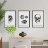 Nacnic Pack anatomy posters. Calavera ear eye ears. Body. Anatomy