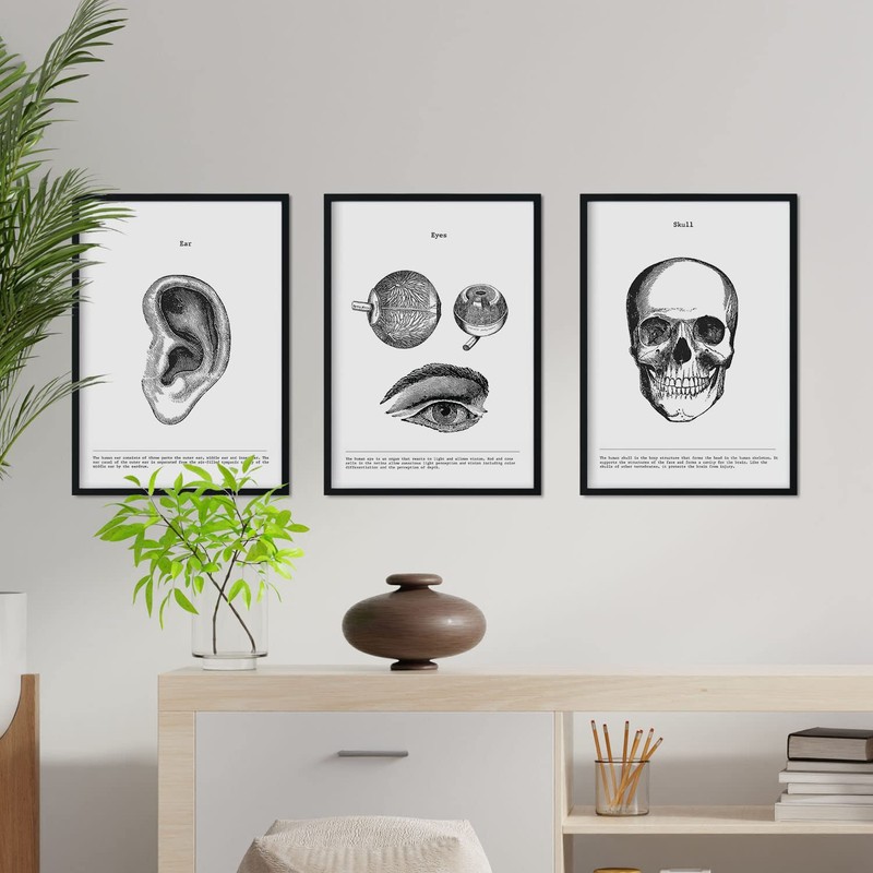 Nacnic Pack anatomy posters. Calavera ear eye ears. Body. Anatomy