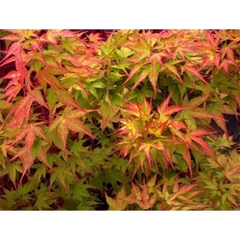 Sekka Yatsubusa Japanese Maple 2 - Year Plant