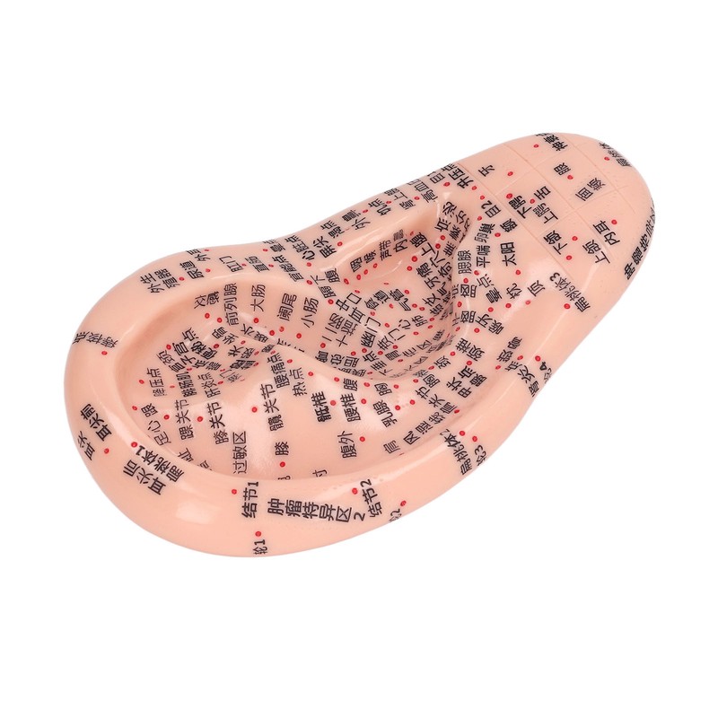 6.7in Ear Acupuncture Model Silicone Engraving Ear Massage Acupuncture Model