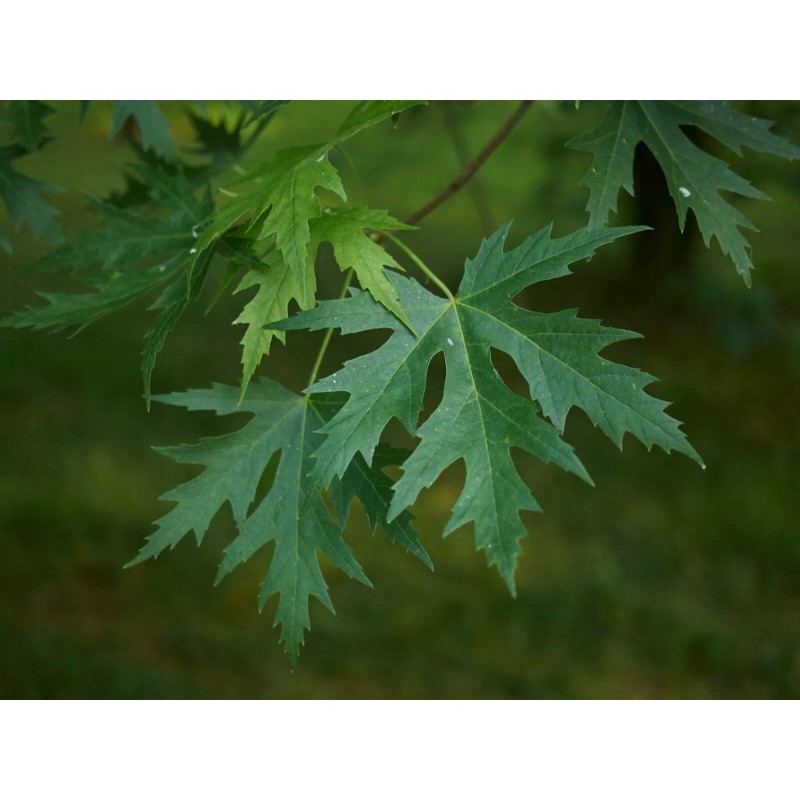 Tree Silver Maple Tree - 12-18" Tall - Live Plant