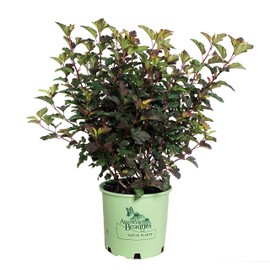 American Beauties Native Plants Physocarpus 'Center Glow' (Ninebark) Shrub, 3-Size Container, Orange Foliage