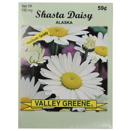 Set of 25 Shasta Daisy Flower Seed Packets! Flower Seeds in Bulk - Great for Creating The Garden of Your Dreams! (25, Shasta Daisy - Alaska)