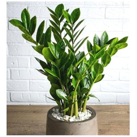 Exotica Tropicals Professional Nursery Grade ZZ Plant Fertilizer 4 LB Six Month Slow Release Zamioculcas zamiifolia Plant Food
