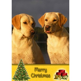 Golden Labrador Dog Christmas Card 'Merry Christmas' - Special Animal Xmas Card for Him Her from Pets Kids