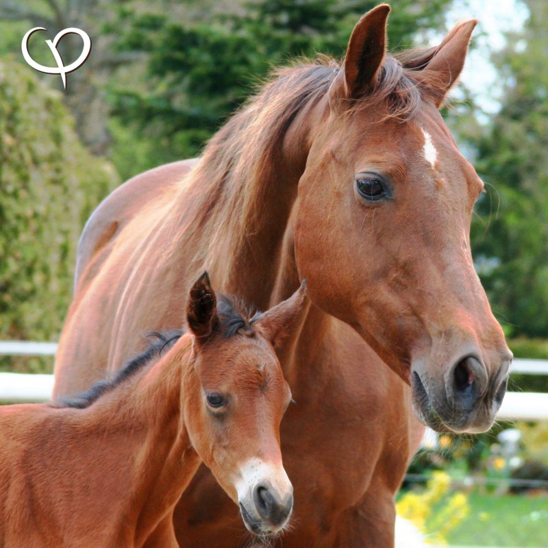 Green-Lipped Mussel Powder New Zealand Mussel Extract Premium Quality for