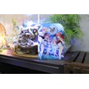 Seasonal Plants The Quintessential Quintuples Big Acrylic Table Clock, Approx.