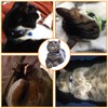 PLABBDPL Pack of 12 Cat Collar with Safety Clasp, Reflective,
