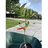 Tree Grafted Semi Dwarf MORO Blood Orange Citrus Tree Citrapot.