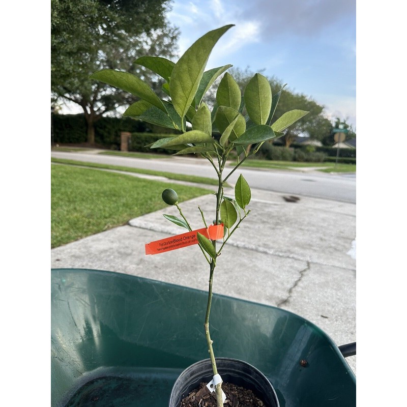 Tree Grafted Semi Dwarf MORO Blood Orange Citrus Tree Citrapot.
