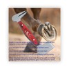 Equinez Tools Farrier Hoof Buffer Stainless Steel with Special Ergonomic