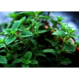 Oregano Seeds- Italian- Heirloom Herb Seeds- 300+ Seeds