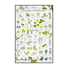 Iowa Woodland Wildflower Identification Guide | Picture ID Poster for Common Forest Flowers (8" x 12")