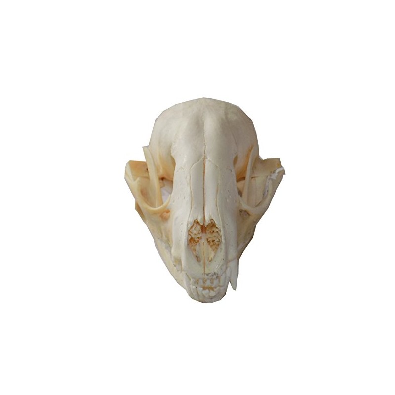 Real Raccoon Skull (Cleaned and Assembled Adult American Raccoon Skull)