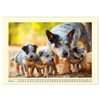 Australian Cattle Dogs. Real Cowboys and Heroes of the Farm