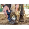 Hoof Trimming Disc Professional Electric Hoof Repair Tool High Working