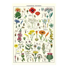 Cavallini Decorative Paper - Wildflowers 20"x28" Sheet