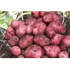 Simply Seed - 5 LB - Red Pontiac Potato Seed