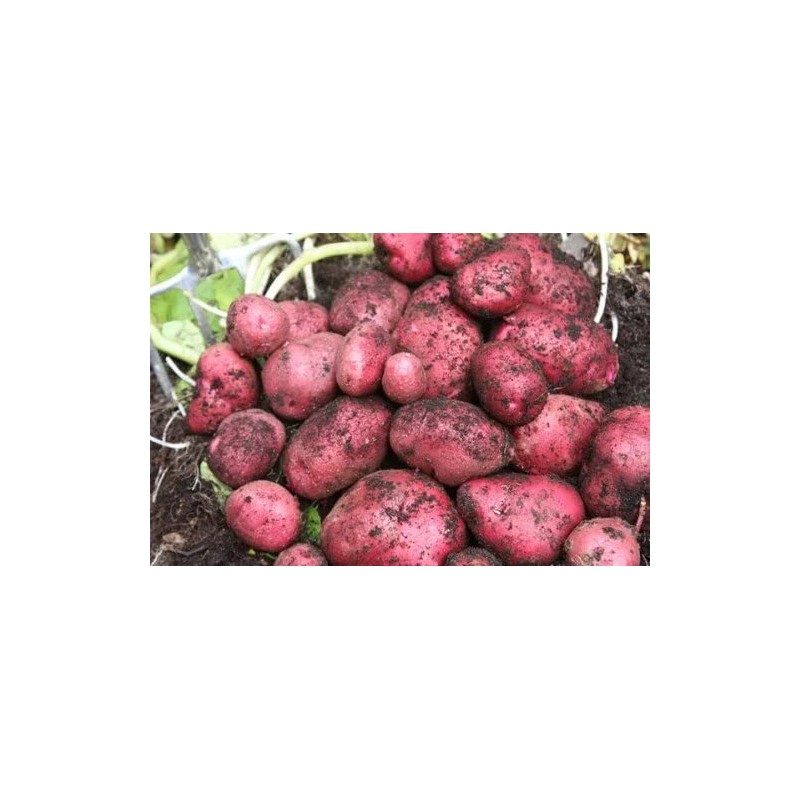 Simply Seed - 5 LB - Red Pontiac Potato Seed