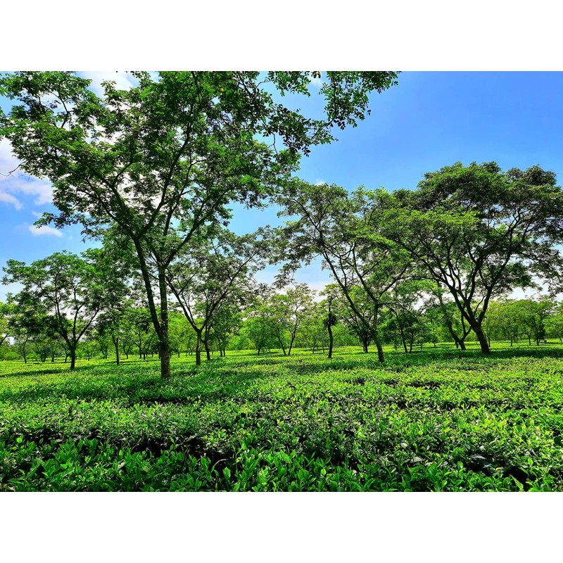 JEAU CHAU MITTAL TEA CTC Tea Leaf Tea Chai Tea