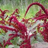 Hopi Red Dye Amaranth Seeds (Amaranthus cruentus x A. powellii)