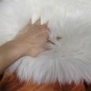 Champlus Sheepskin Chair Cushion Pad Genuine Australian Sheepskin Seat Cushion