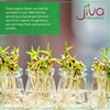 Jiva Organic Mung Bean - Mung Moong Beens Whole for