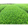 2024 New Tea Ureshino Tea Wakamidori (3.5 oz (100 g)