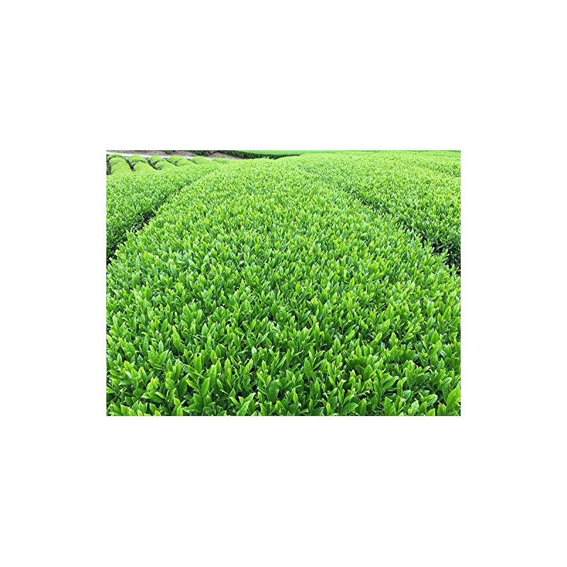 2024 New Tea Ureshino Tea Wakamidori (3.5 oz (100 g)