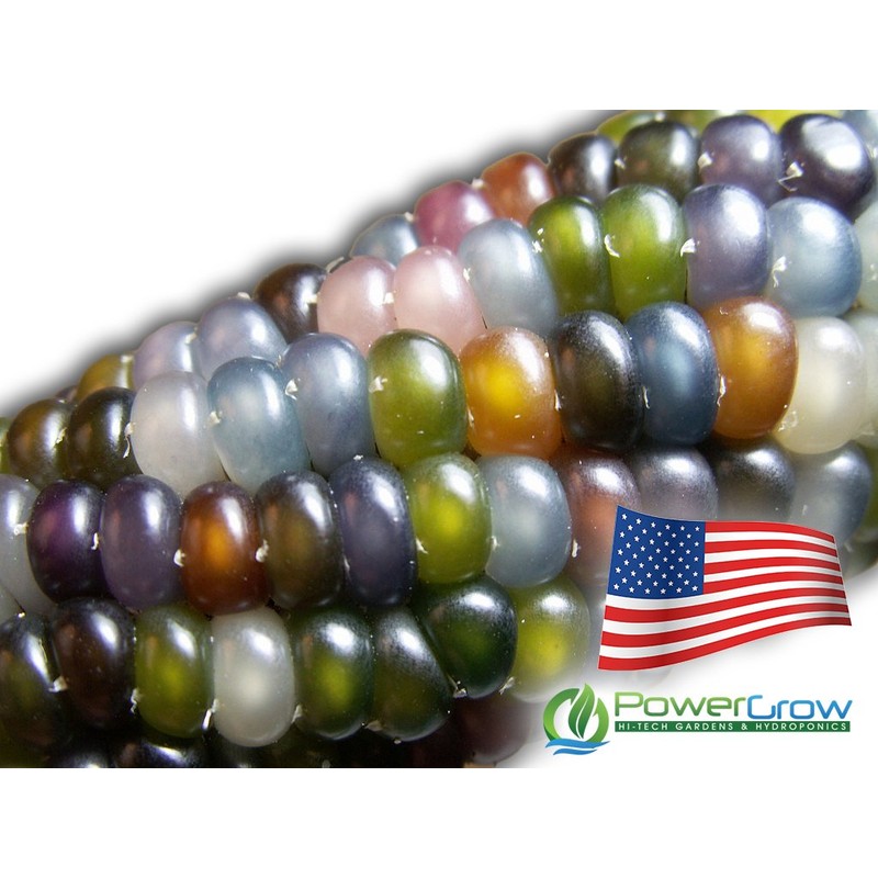Glass Gem Corn Seeds (200 Seeds) - USA Grown by